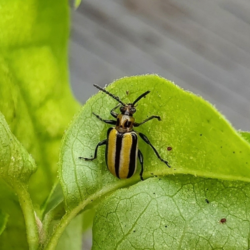 Lema daturaphila observed 2023-04-11