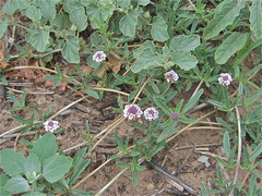 Phyla cuneifolia