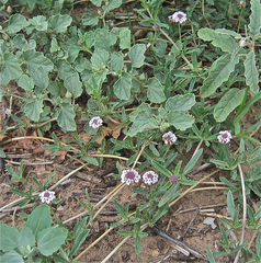 Phyla cuneifolia