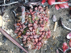 Anacampseros retusa