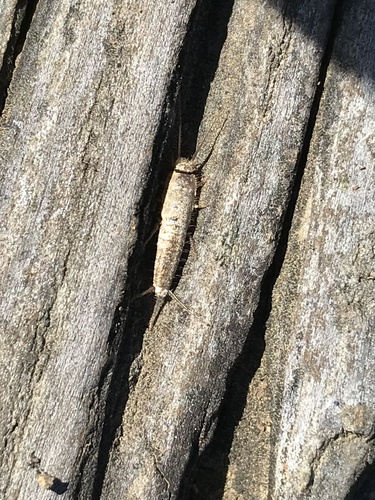 Ctenolepisma ciliatum photo 6