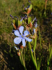 Aristea pusilla
