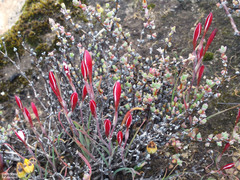 Hesperantha lithicola