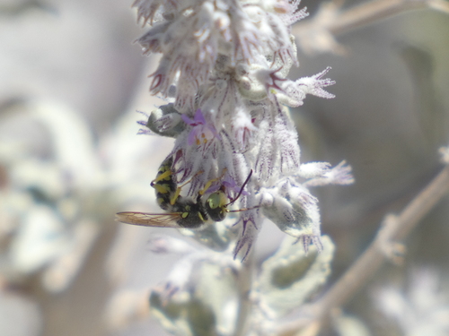iNaturalist observation photo of Aphilanthops hispidus