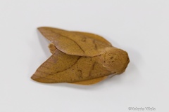 Adeloneivaia