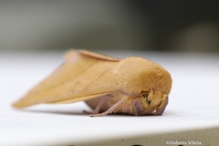 Adeloneivaia