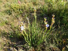 Aristea pusilla