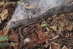Tantilla calamarina