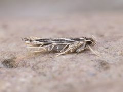 Eralea albalineella