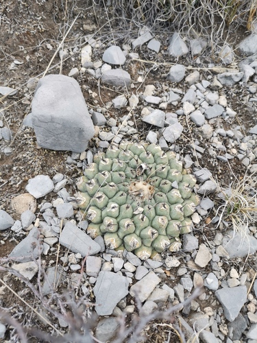Thelocactus rinconensis