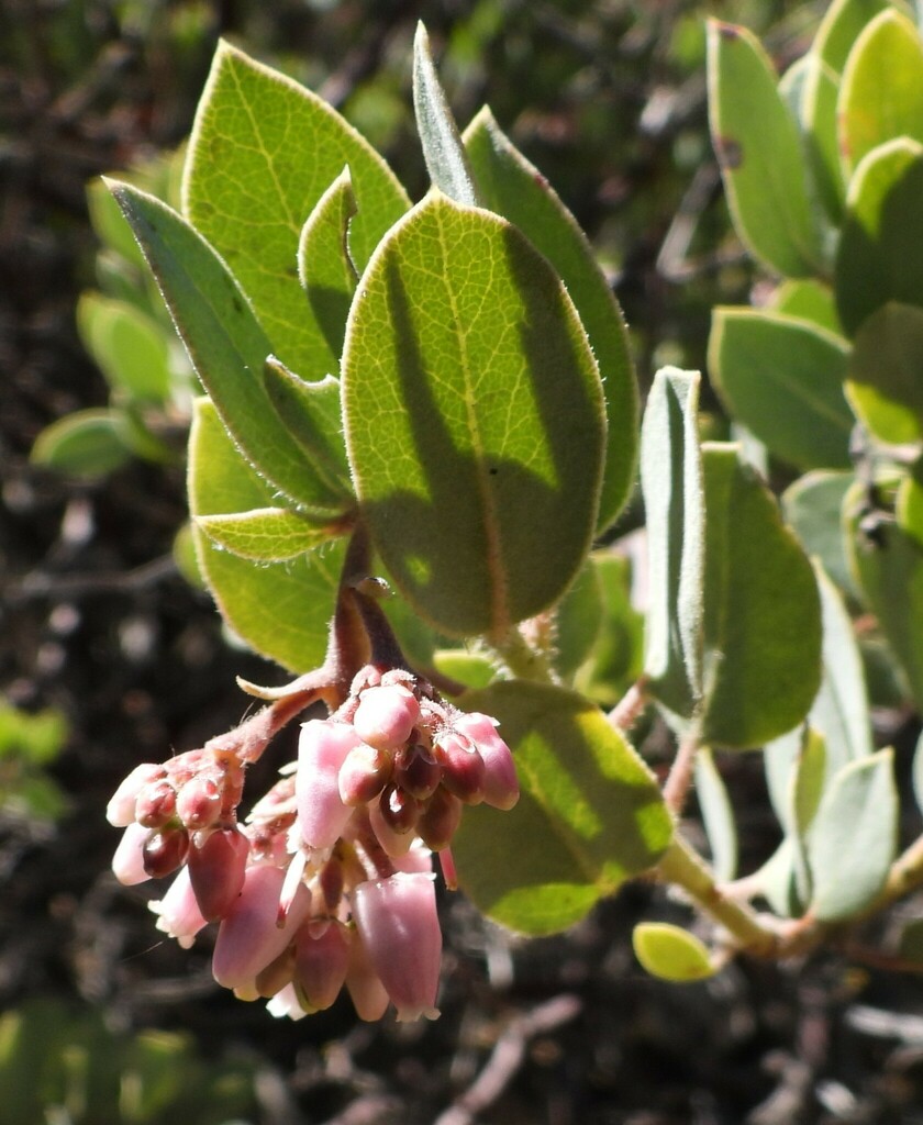 Eastwood's Manzanita from San Diego County, CA, USA on April 11, 2023 ...