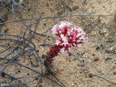 Crassula alpestris