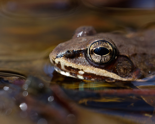 Wood Frog, photo 8 of 9