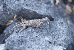 Sceloporus ochoterenae