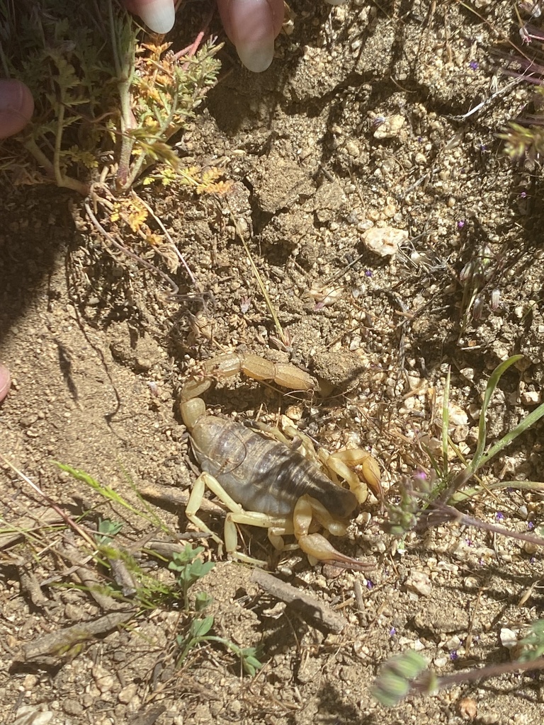 Anza-Borrego Hairy Scorpion