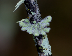 Heterodermia sorediosa