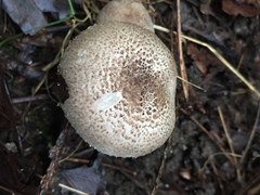 Tricholoma pardinum