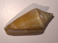 Conus burryae