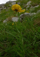 Lilium albanicum