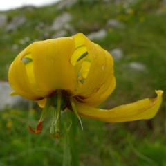 Lilium albanicum