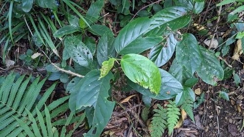 Antidesma pleuricum (Antidesma pleuricum)