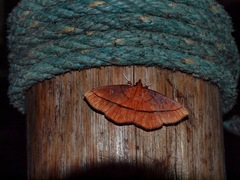 Midilinae