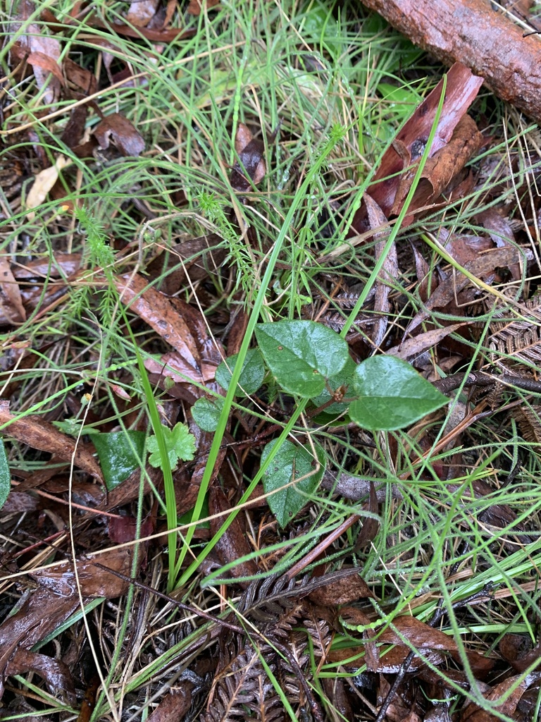 Platylobium montanum from Burrowes Rd, Cheshunt, VIC, AU on April 12 ...