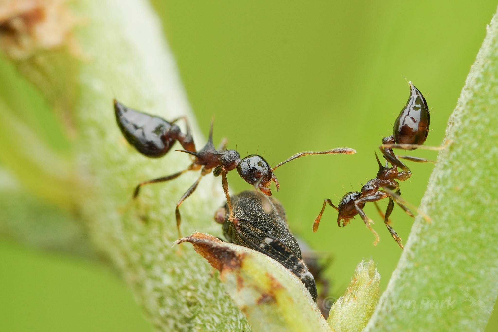 Crematogaster macracantha