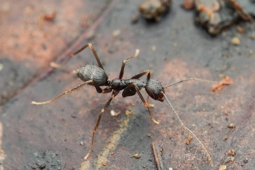 真结蚁属Euprenolepis