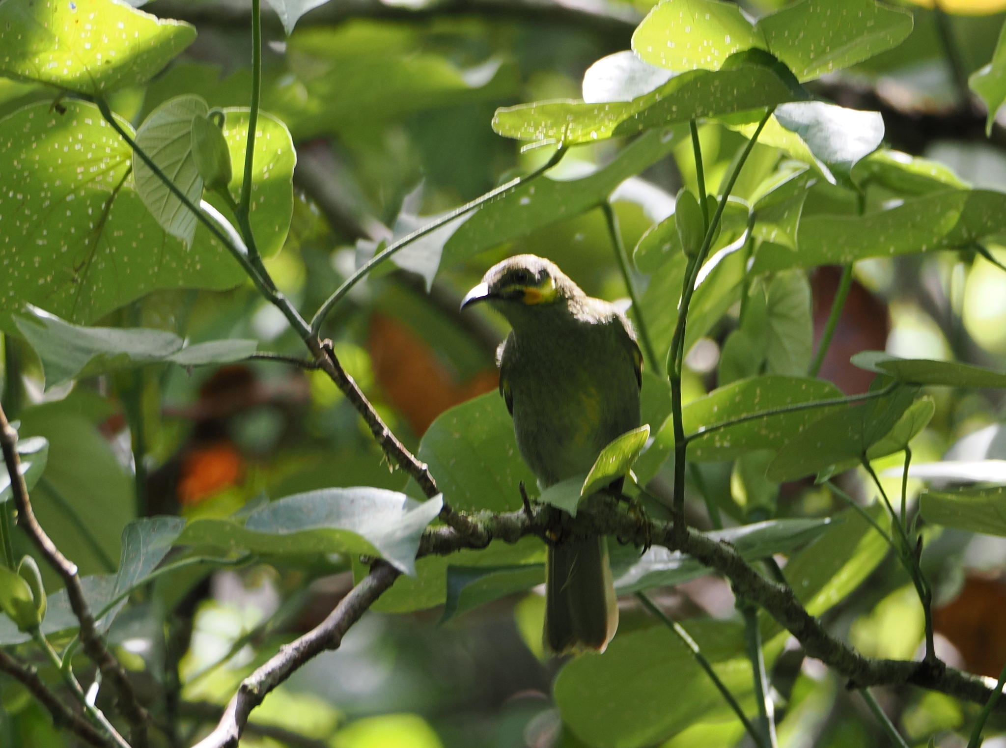 Eastern Wattled-Honeyeater (Foulehaio carunculatus)
