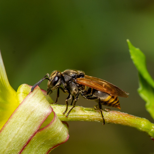 Mexican Honey Wasp photo 3