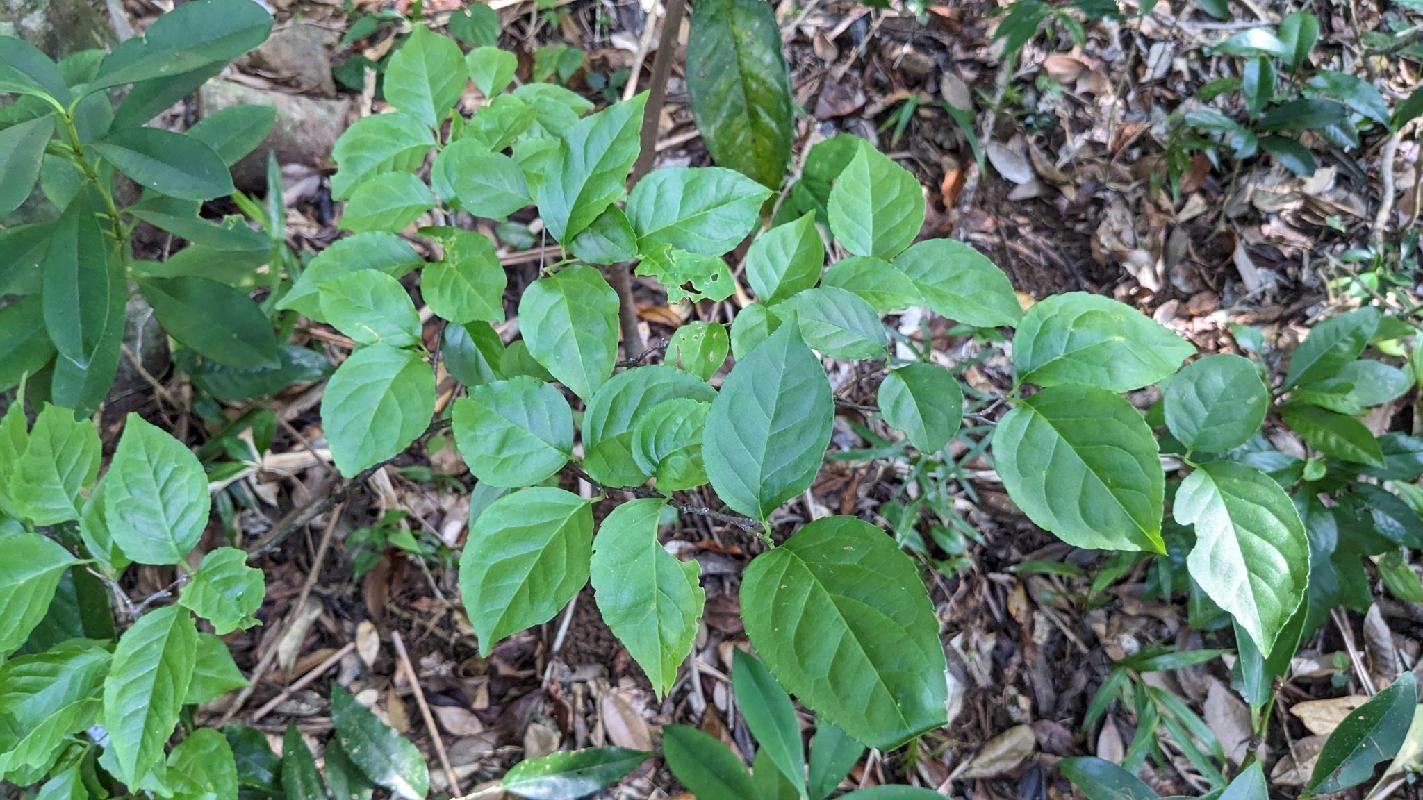 Imagem de Ilex kusanoi