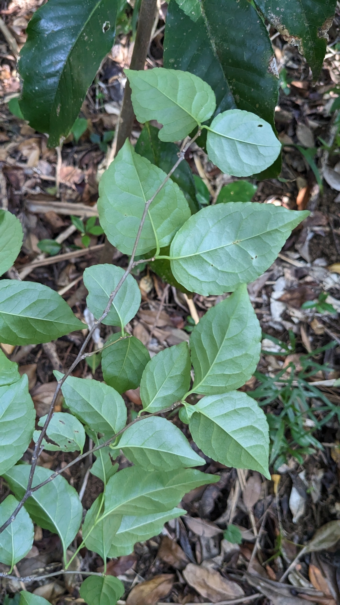 Imagem de Ilex kusanoi