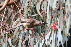 Red Wattlebird photo 5