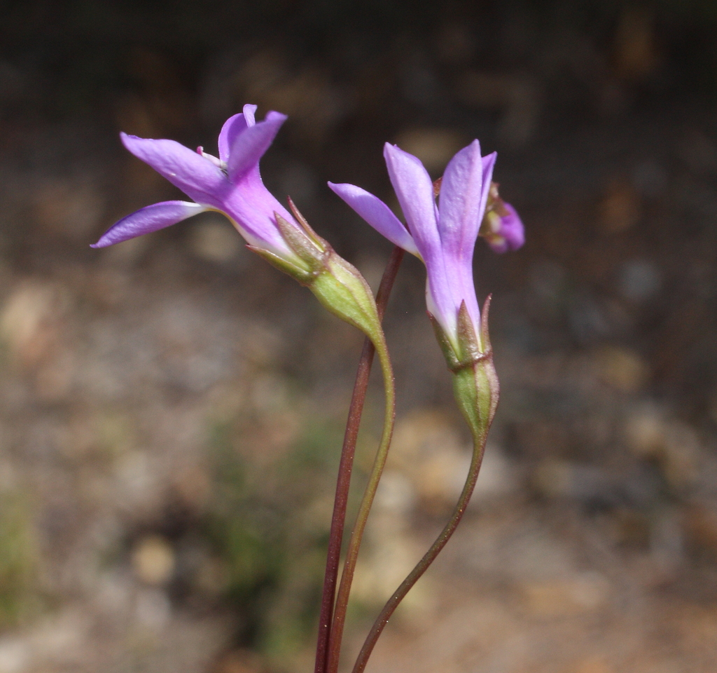 Isotoma