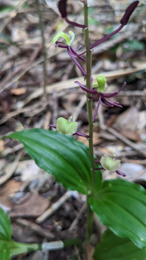 Liparis henryi