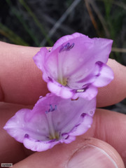 Gladiolus inflatus