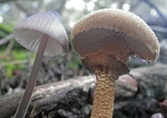 Cystoderma carcharias fallax