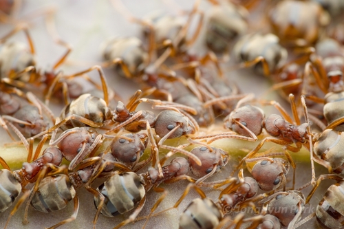 Dolichoderus pastorulusDolichoderus pastorulus