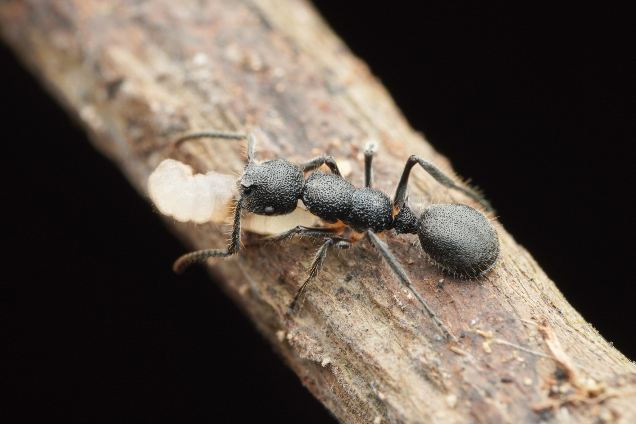 Echinopla angustata