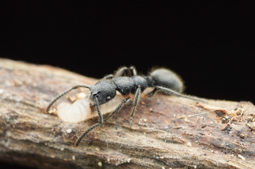 Echinopla angustataEchinopla angustata