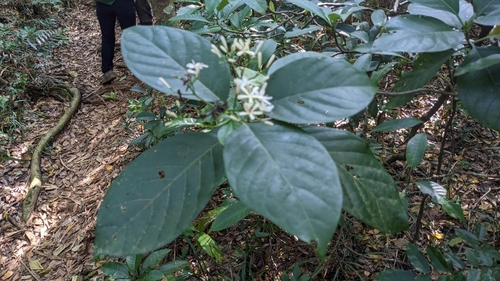 Tarenna kotoensis iNat (3)