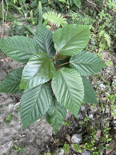 Ficus variegata iNat (1)