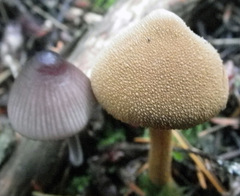 Cystoderma carcharias fallax