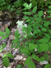 Actaea rubra