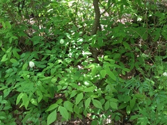 Actaea rubra