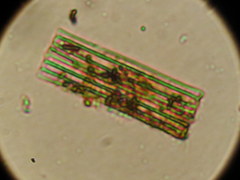 Fragilaria