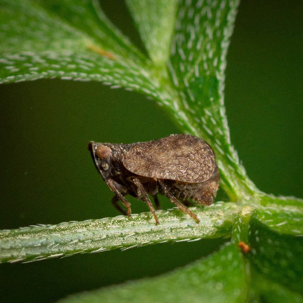 Misodema reticulata