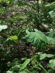 Viburnum opulus americanum
