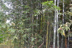 Bambusa oldhamii